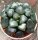 Haworthia cv. Translucida