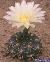 Gymnocalycium schatzlianum WR 541