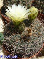 Gymnocalycium schatzlianum WR 541