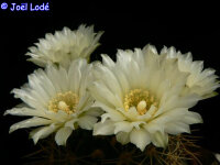 Gymnocalycium schatzlianum WR 541