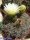Gymnocalycium schatzlianum WR 541
