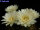 Gymnocalycium schatzlianum WR 541
