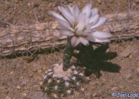 Gymnocalycium ragonesei WR 224