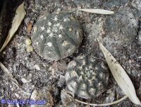 Gymnocalycium ragonesei WR 224