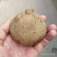 Stephania erecta XL ungetopft