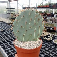 Opuntia spec. stricta oklahomensis (dw) Samen