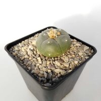 Lophophora williamsii texensis, Del Rio, Texas