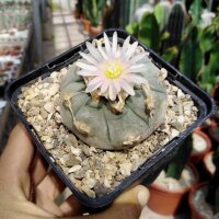 Lophophora williamsii texensis, Süd Texas