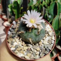 Lophophora williamsii texensis, Süd Texas