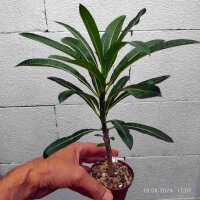 Pachypodium sofiense