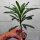 Pachypodium sofiense