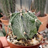 Astrophytum ornatum cv. Spiralis