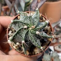 Astrophytum ornatum cv. Spiralis