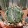 Astrophytum ornatum cv. Spiralis