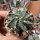 Astrophytum ornatum cv. Spiralis