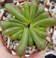 Glottiphyllum pygmaeum