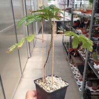 Solanum atropurpureum