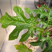 Solanum atropurpureum