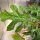 Solanum atropurpureum