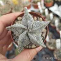 Astrophytum-Hybr. SENAS F2