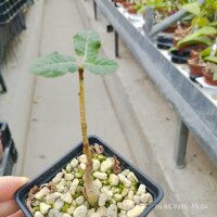 Boswellia popoviana