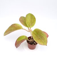 Hoya surigaoensis