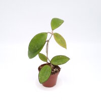 Hoya cv. Belladonna