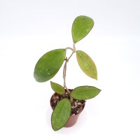 Hoya cv. Belladonna