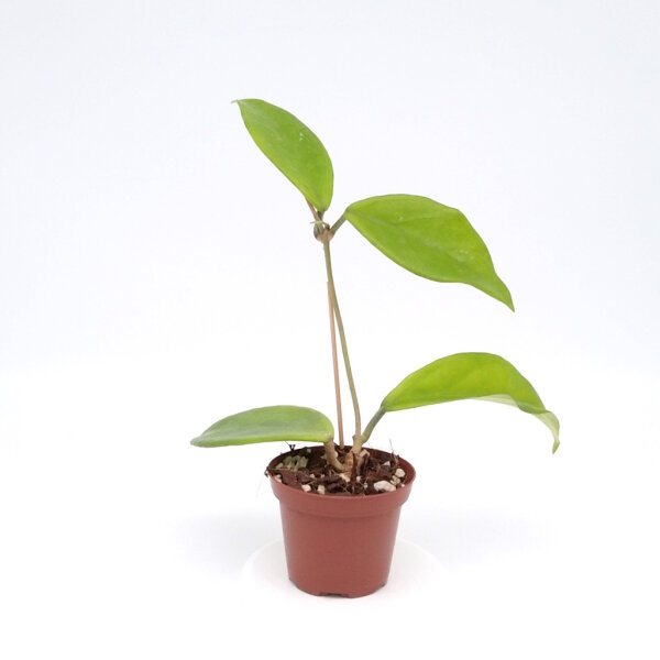 Hoya celata
