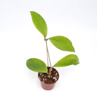 Hoya celata