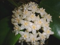 Hoya arnottiana