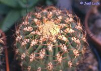 Eriosyce ceratistes PHA 3154