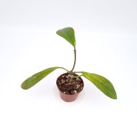 Hoya diversifolia ssp. el-nidicus
