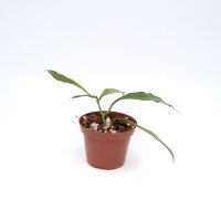 Hoya sp. Yunnan