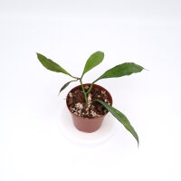 Hoya sp. Yunnan