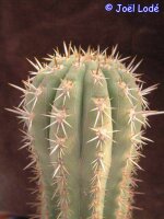 Trichocereus chilensis PHA 3151