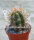 Trichocereus chilensis PHA 3151