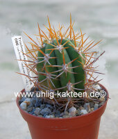 Trichocereus chilensis PHA 3146