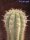 Trichocereus chilensis PHA 3146