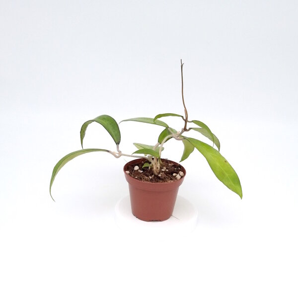 Hoya amoena