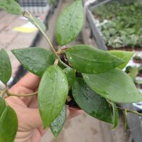 Hoya acuta Nova