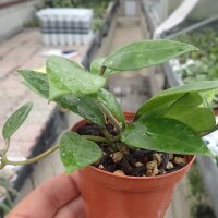 Hoya acuta Nova