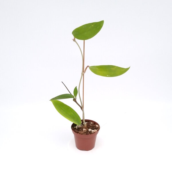 Hoya rigida EPC 605