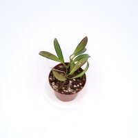 Hoya angustifolia