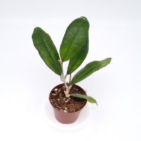 Hoya sp. Nakhon Si Thammarat