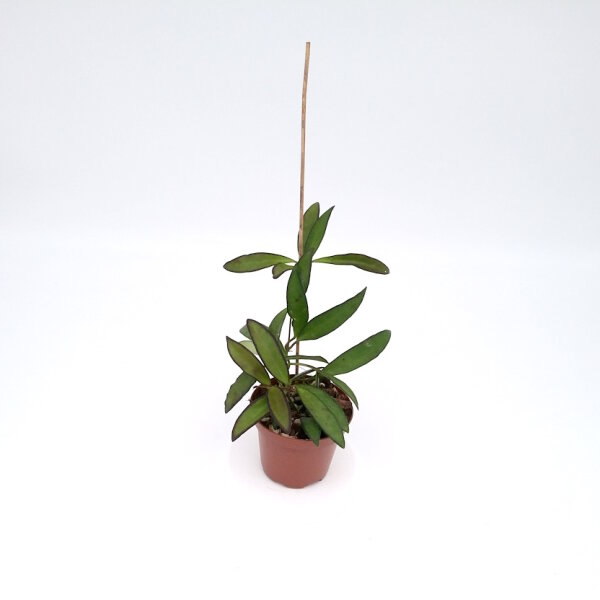 Hoya laxiflora