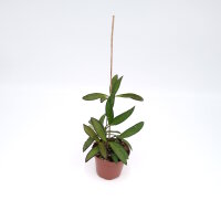 Hoya laxiflora