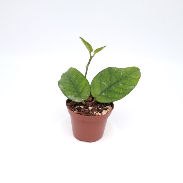 Hoya sp. Tam Dao