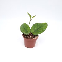 Hoya sp. Tam Dao