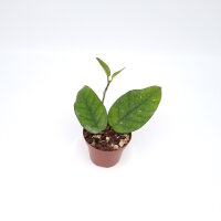 Hoya sp. Tam Dao